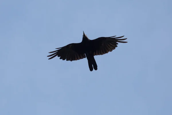 Primer Plano Torre Volando Cielo Azul — Foto de Stock