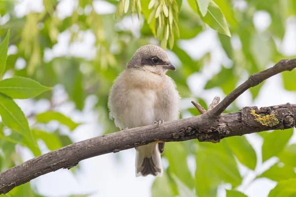 Anschmiegen Eines Rotrückenwürgers Auf Ast Eines Baumes — Stockfoto