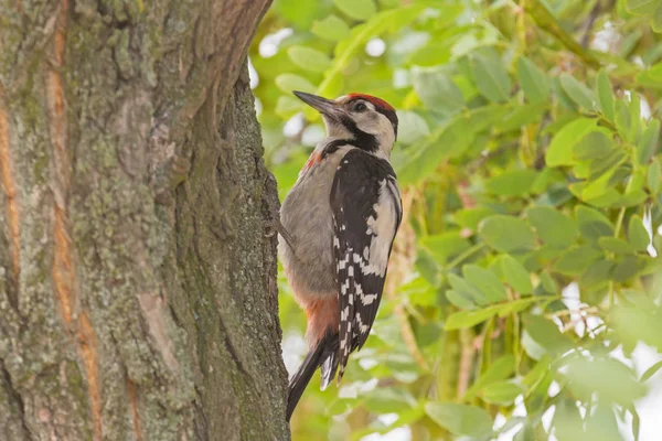 Gros Plan Pic Assis Sur Acacia — Photo