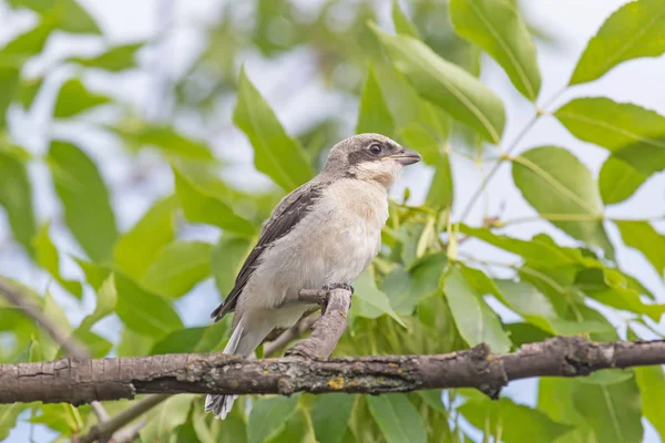 Close Red Backed Shrike Nestling Sitting Branch Tree — Stock Photo, Image