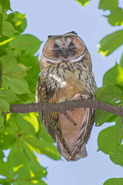 Close Owl Sleeping Branch Chestnut Tree Summer Day — стоковое фото