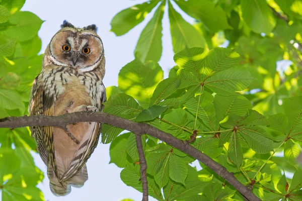 टनट बसल — स्टॉक फोटो, इमेज