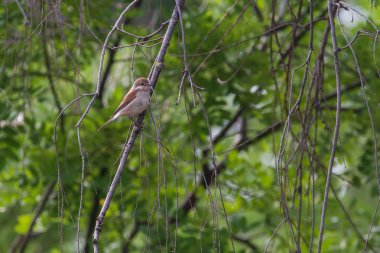 genç kırmızı sırtlı örümcek ağacının dalı üzerinde oturan
