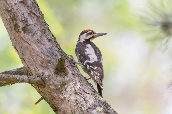 Blízký Dřez Sedící Kmeni Borového Stromu — Stock fotografie