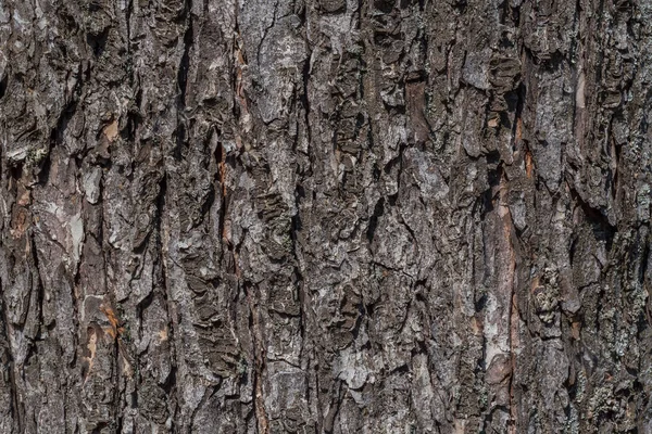 Close Casca Textura Árvore — Fotografia de Stock