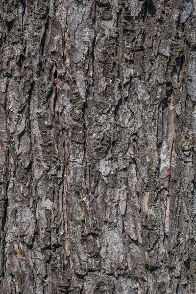 Close Casca Textura Árvore — Fotografia de Stock
