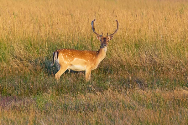 Zicht Gevlekte Herten Staande Midden Van Droog Gras — Stockfoto