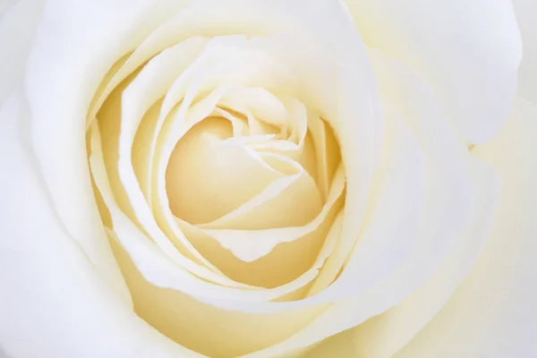 Close White Rose Flower — Stock Photo, Image