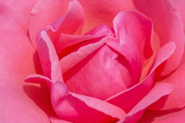 Pembe gül çiçeğine yaklaş.