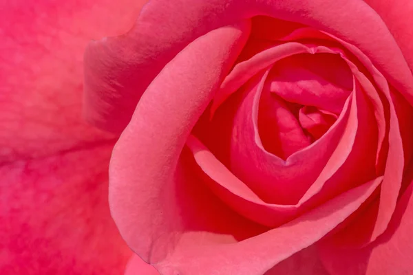 Close Pink Rose Flower — Stock Photo, Image