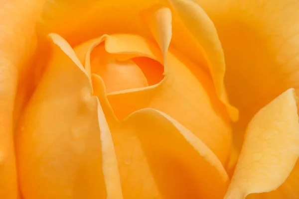 Close Amarelo Rosa Flor — Fotografia de Stock