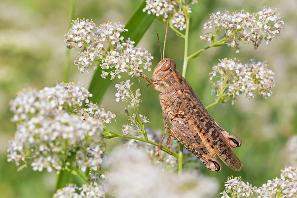 Närbild Gräshoppa Sitter Vild Blomma — Stockfoto