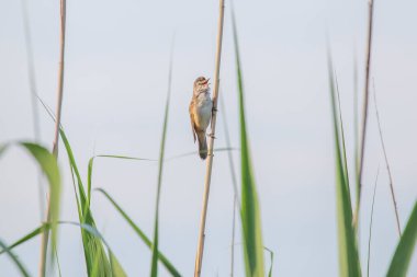 Nehir kenarındaki sazlığın gövdesinde oturan büyük sazlık bülbülünü kapatın.
