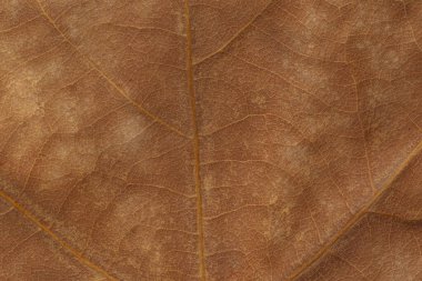 soyut doğal arkaplan: kuru platanus ağaç yaprağı dokusunun kapatılması