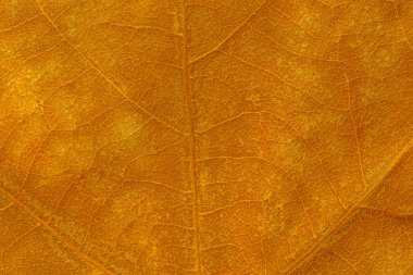 soyut doğal arkaplan: kuru altın rengi sonbahar yaprak dokusunun kapatılması