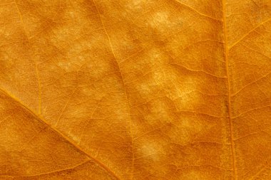 soyut doğal sonbahar arkaplanı: altın rengi platanus yaprağı dokusuna yakın plan