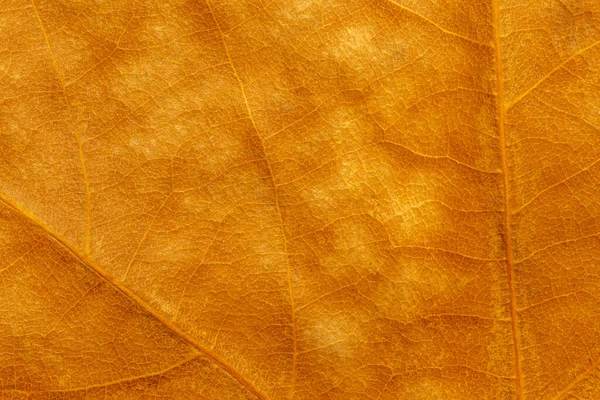 soyut doğal sonbahar arkaplanı: altın rengi platanus yaprağı dokusuna yakın plan