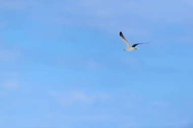 Mavi gökyüzünde uçan martı