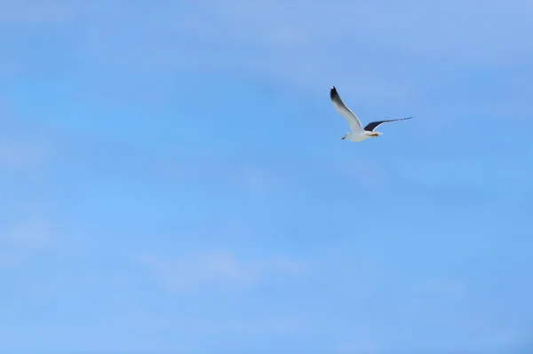 Ιπτάμενος Γλάρος Στον Γαλάζιο Ουρανό — Φωτογραφία Αρχείου