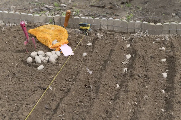 Kartoffeln Mit Gartengeräten Gemüsegarten Pflanzen — Stockfoto