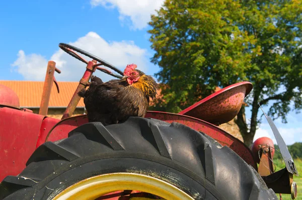 Černé Kuře Traktor Farmě — Stock fotografie