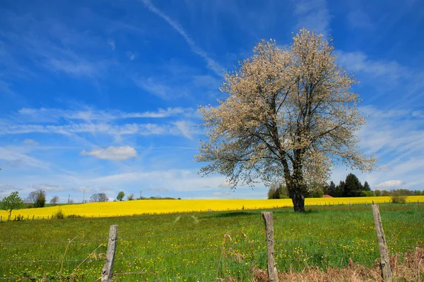 Limousin Landschap Met Bloeiende Geel Koolzaad — Stockfoto