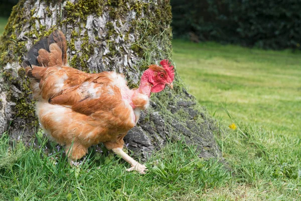 Nakna Hals Kyckling Som Frigående Fågel — Stockfoto