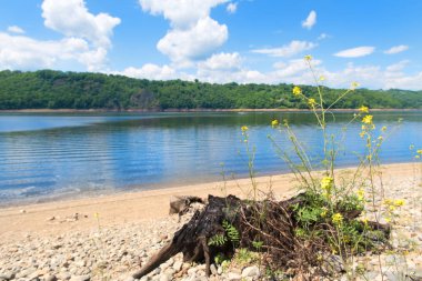 Kolza çiçekleri ve yapay gölde Fransızca Auvergne yakınındaki ağaç gövdesi