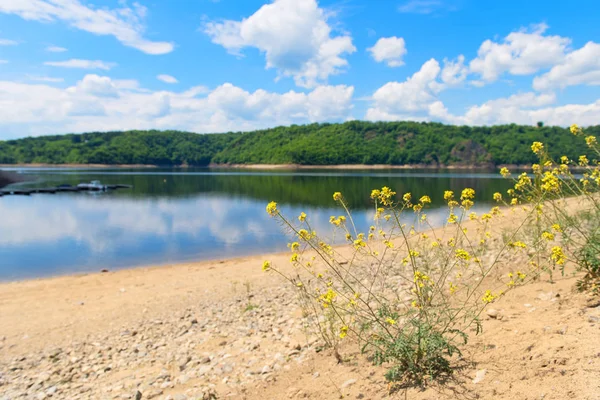 Kwiatów Rzepaku Pobliżu Sztuczne Jezioro Francuskim Regionie Owernia — Zdjęcie stockowe