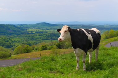 Typical cows in French Auvergne clipart