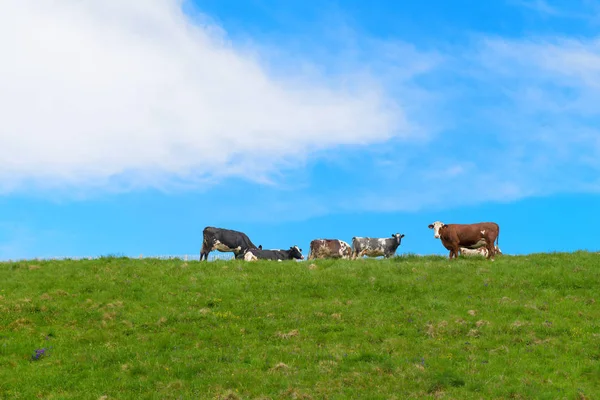 Vacche Tipiche Alvernia Francese — Foto Stock