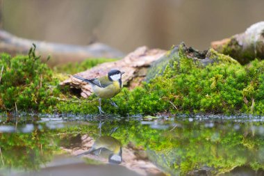 büyük baştankara - içme suyu Parus major