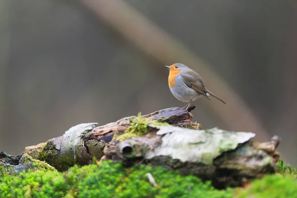 Rotkehlchen Erithacus Rubecula Der Natur — Stockfoto