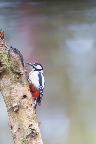 Buntspecht Dendrocopos Major Baumstamm — Stockfoto