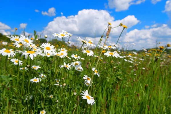 Nature Field Daisies Summer Time — Stock Photo, Image