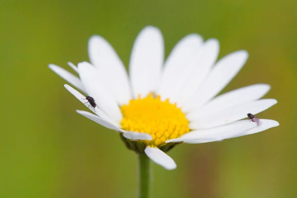 Macro Flies Single Daisy Flower — Stock Photo, Image