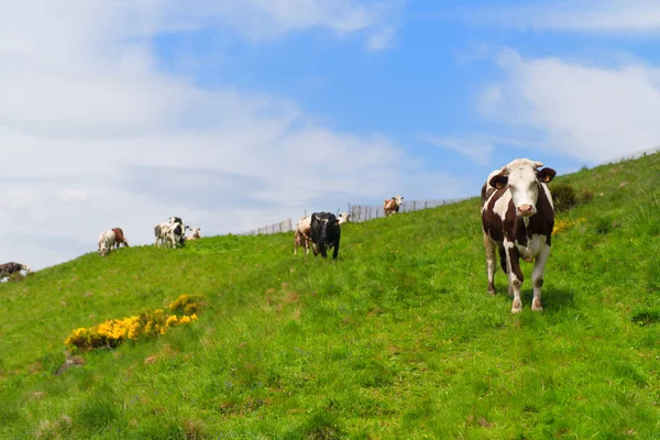 Vacas Típicas Francés Auvergne — Foto de Stock