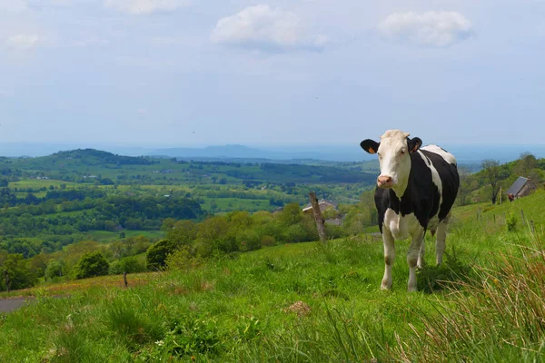 Vacas Típicas Francés Auvergne —  Fotos de Stock