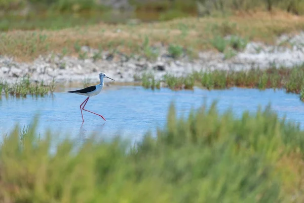 Black Winged Stilt Promenader Saltvatten Ile Frankrike — Stockfoto