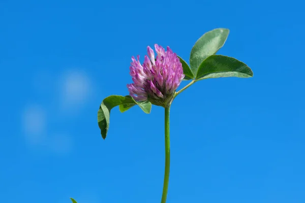 Purple Clover Flower Blue Sky — Stock Photo, Image