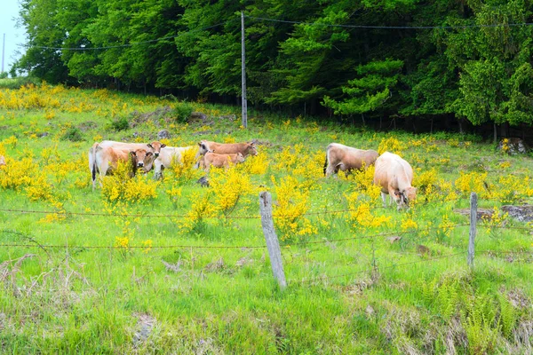 Tipikus Tehenek Francia Auvergne — Stock Fotó