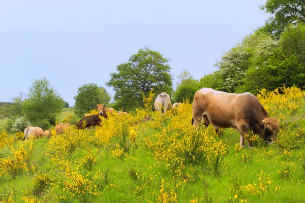 Vacas Típicas Francés Auvergne — Foto de Stock