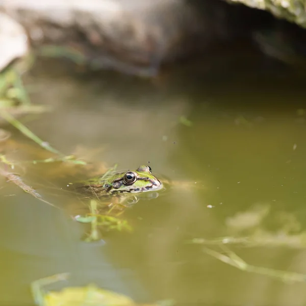 Grüner Frosch Wasser — Stockfoto