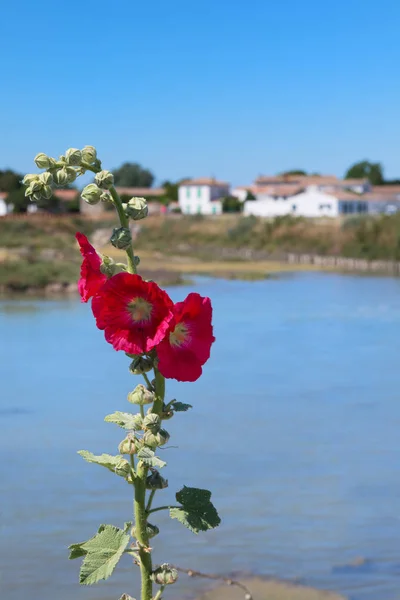 蜀葵在盐湖景观中的再利用 — 图库照片