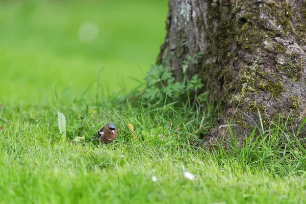 Masculino Comum Chaffinch Grama Jardim — Fotografia de Stock