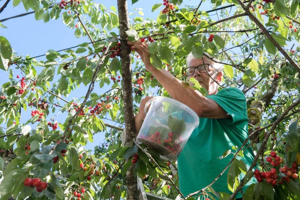 Homem Sênior Está Pegando Cerejas Árvore — Fotografia de Stock