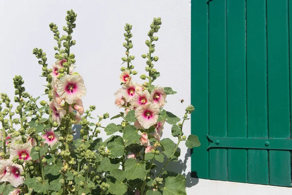 Ile Hollyhocks Und Weißes Haus Mit Grünen Fensterläden — Stockfoto