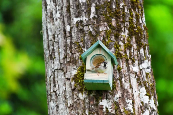 Mužské Sparrow Jíst Arašídového Másla Visí Stromě — Stock fotografie