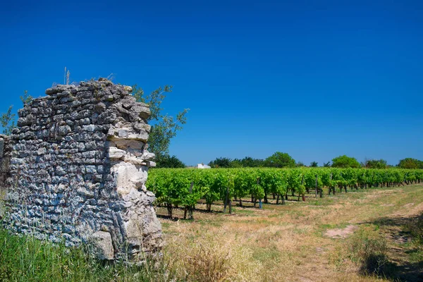 Vineyards French Island Ile West Coast France — Stock Photo, Image