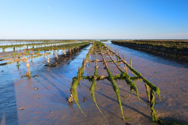 Ile de Re Hollyhocks ve yeşil panjurlar ile beyaz ev